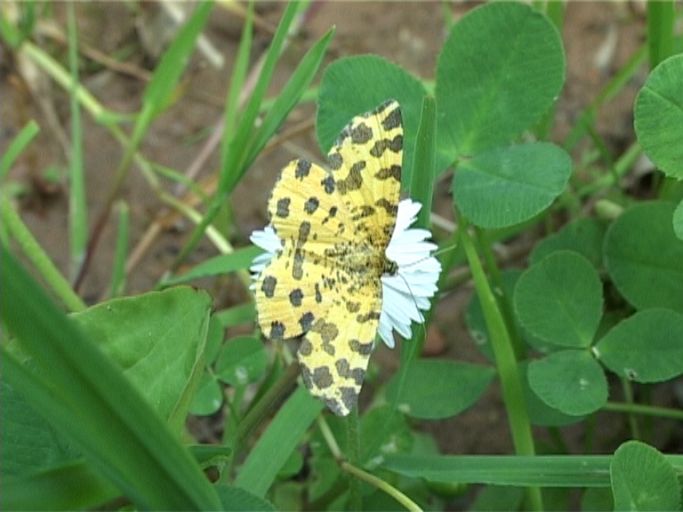 Gelber Fleckenspanner ( Pseudopanthera macularia ), auf Margarite : Brüggen, Brachter Wald, 03.06.2005